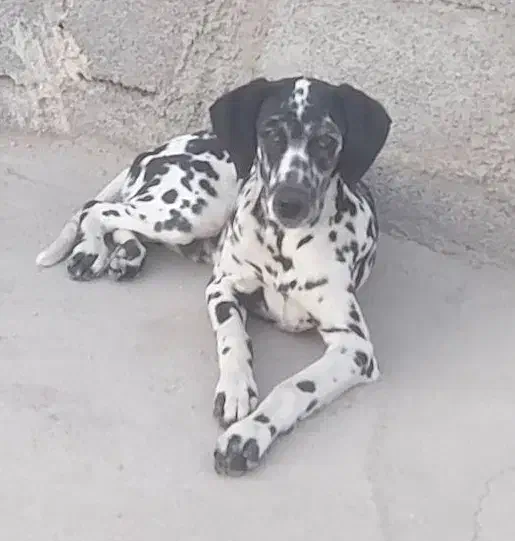 واگزاری توله دالمیشن (اگهی رو کامل بخونید)|سگ|اهواز, کوروش|دیوار