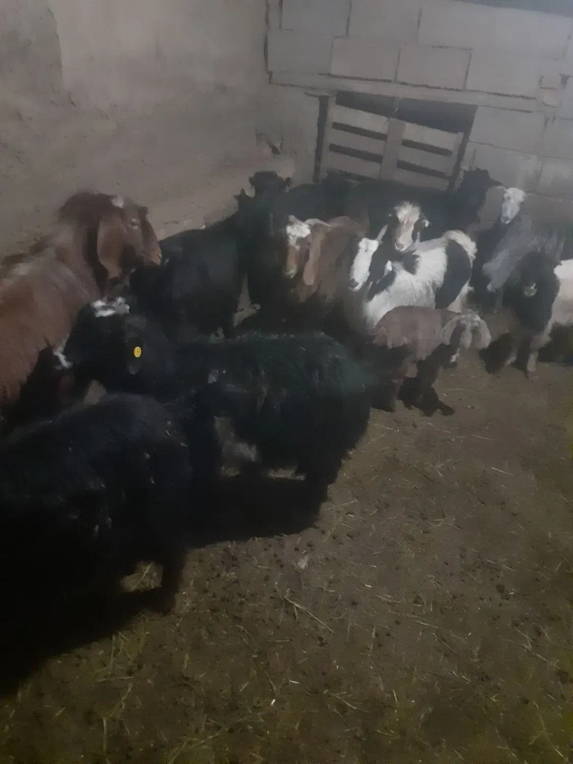 بز شیری|حیوانات مزرعه|صوفیان, |دیوار