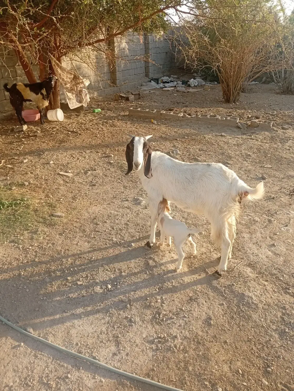 گیسه پاکی گوش بلند با کهره 2روزه|حیوانات مزرعه|ارزوئیه, |دیوار