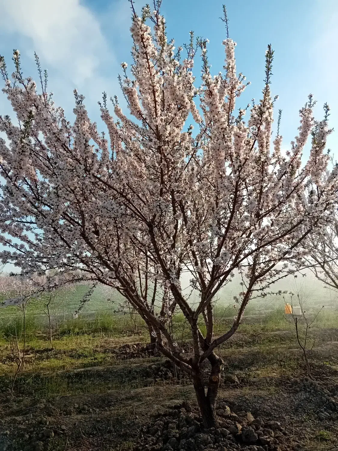 باغ ۳۵۰۰متری|فروش زمین و ملک کلنگی|نوشین شهر, |دیوار