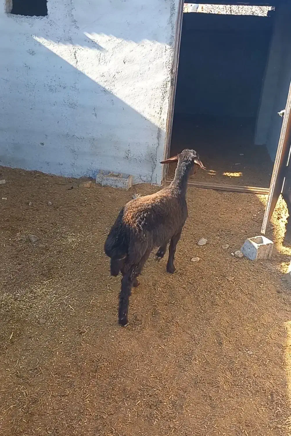 ماده تقلی افشار|حیوانات مزرعه|شاهرود, |دیوار