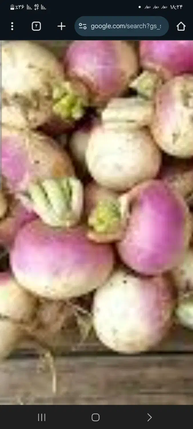 شلغم|گل و گیاه طبیعی|مود, |دیوار