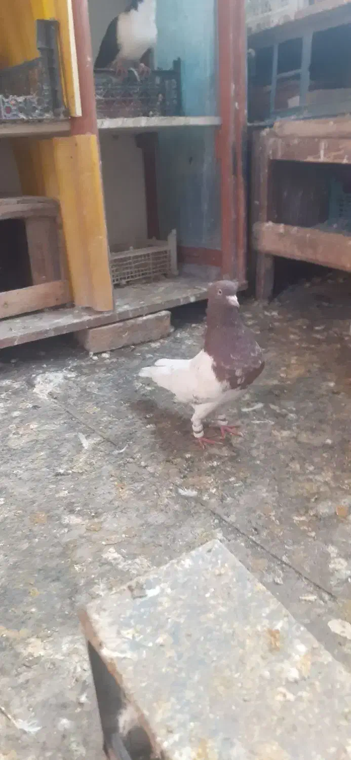 کله سرخ و کله زرد|پرنده|مشهد, چهاربرج|دیوار