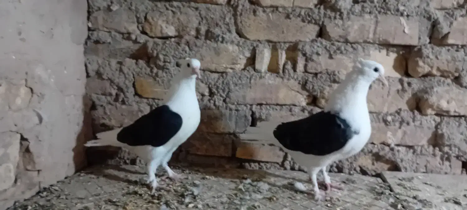 جوجه دوکت مشکلی|پرنده|زارچ, |دیوار