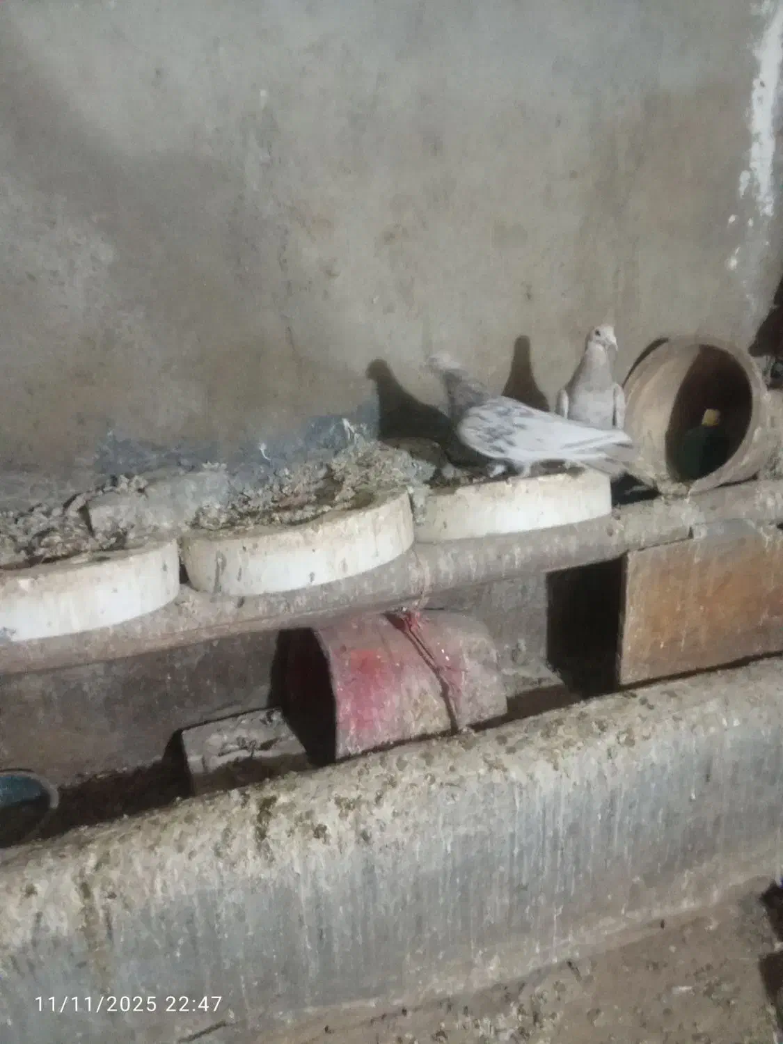 سالم سالم هست پول نیازم وگرنه نمی فرختم|پرنده|گل تپه, |دیوار