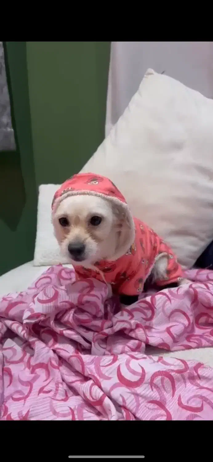 حمایتی/واگذاری|سگ|رشت, گلسار|دیوار