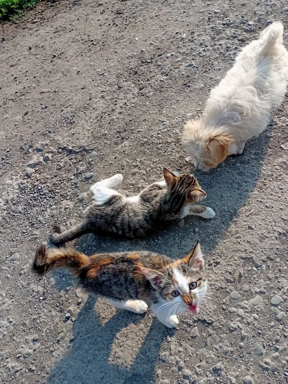 واگذار گربه برای خانواده|گربه|لوندویل, |دیوار