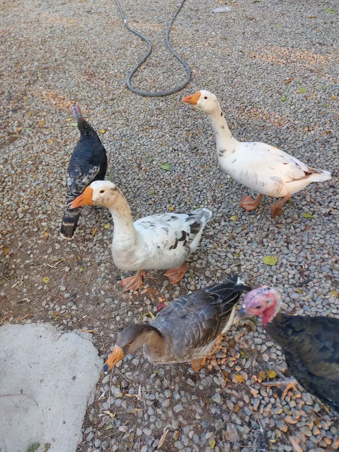 غاز و قو غاز|حیوانات مزرعه|ری, سرتخت|دیوار