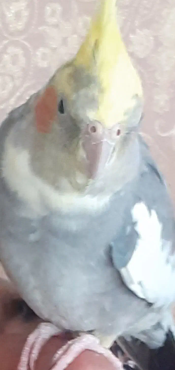 گم شده|حیوانات|بروجرد, |دیوار