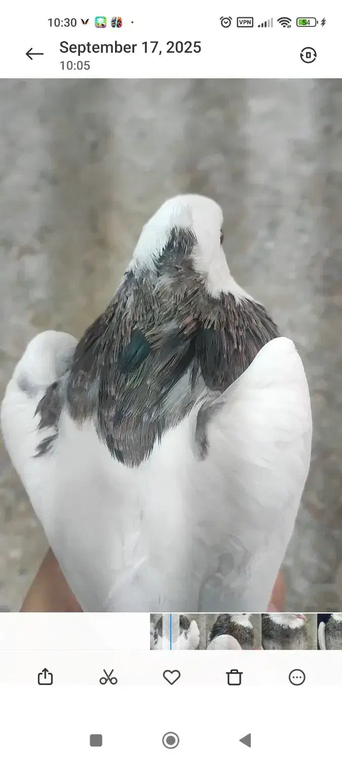 کبوتر طوقی نر|پرنده|اصفهان, مسجد مصلی|دیوار