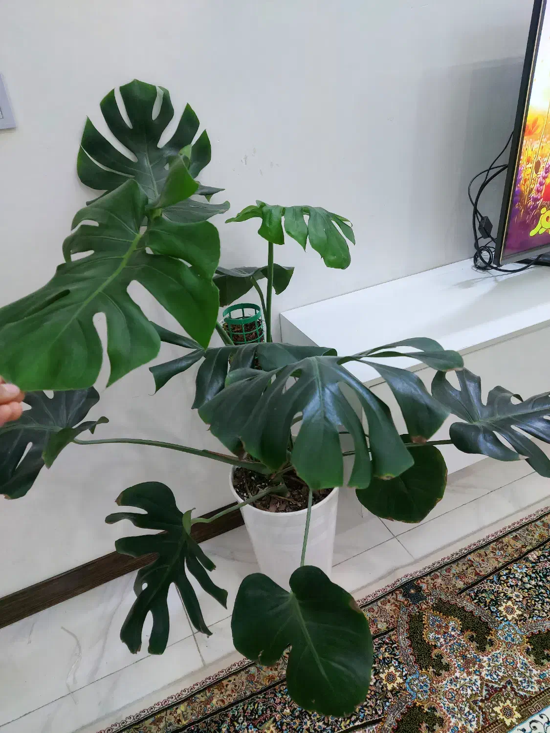 مانسترا برگ انجیری|گل و گیاه طبیعی|اسلامشهر, شهرک واوان|دیوار