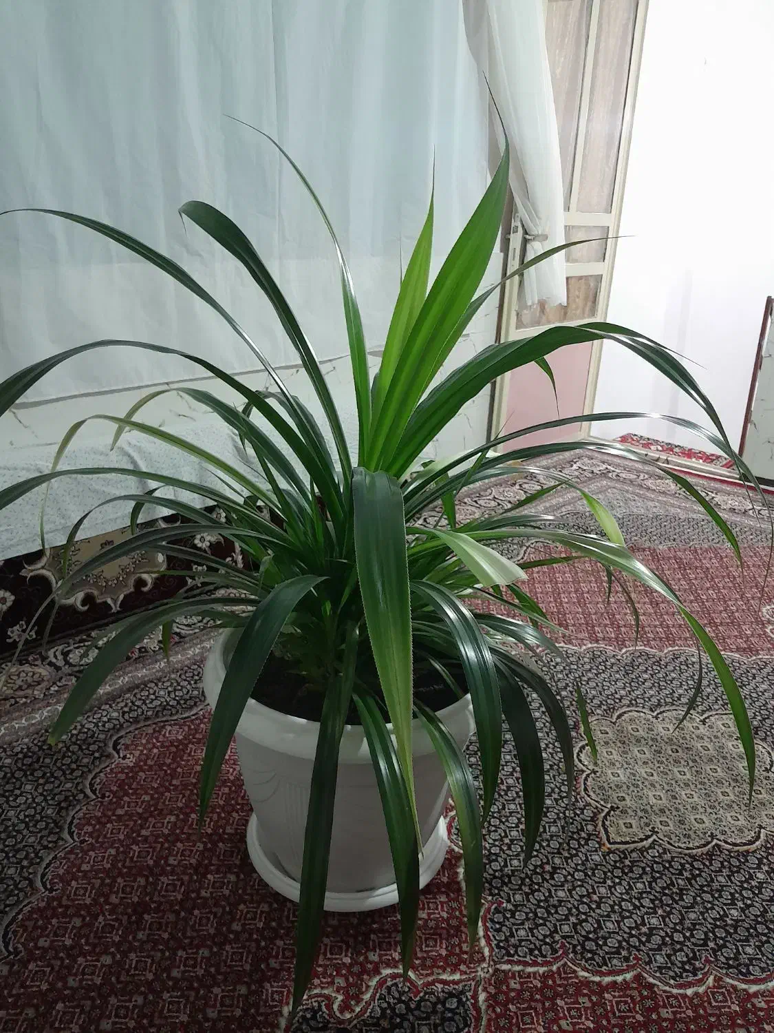 گل زیبا|گل و گیاه طبیعی|سنندج, |دیوار