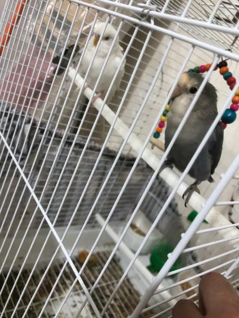 مرغ عشق دستی|پرنده|کرج, ساسانی (قلمستان)|دیوار