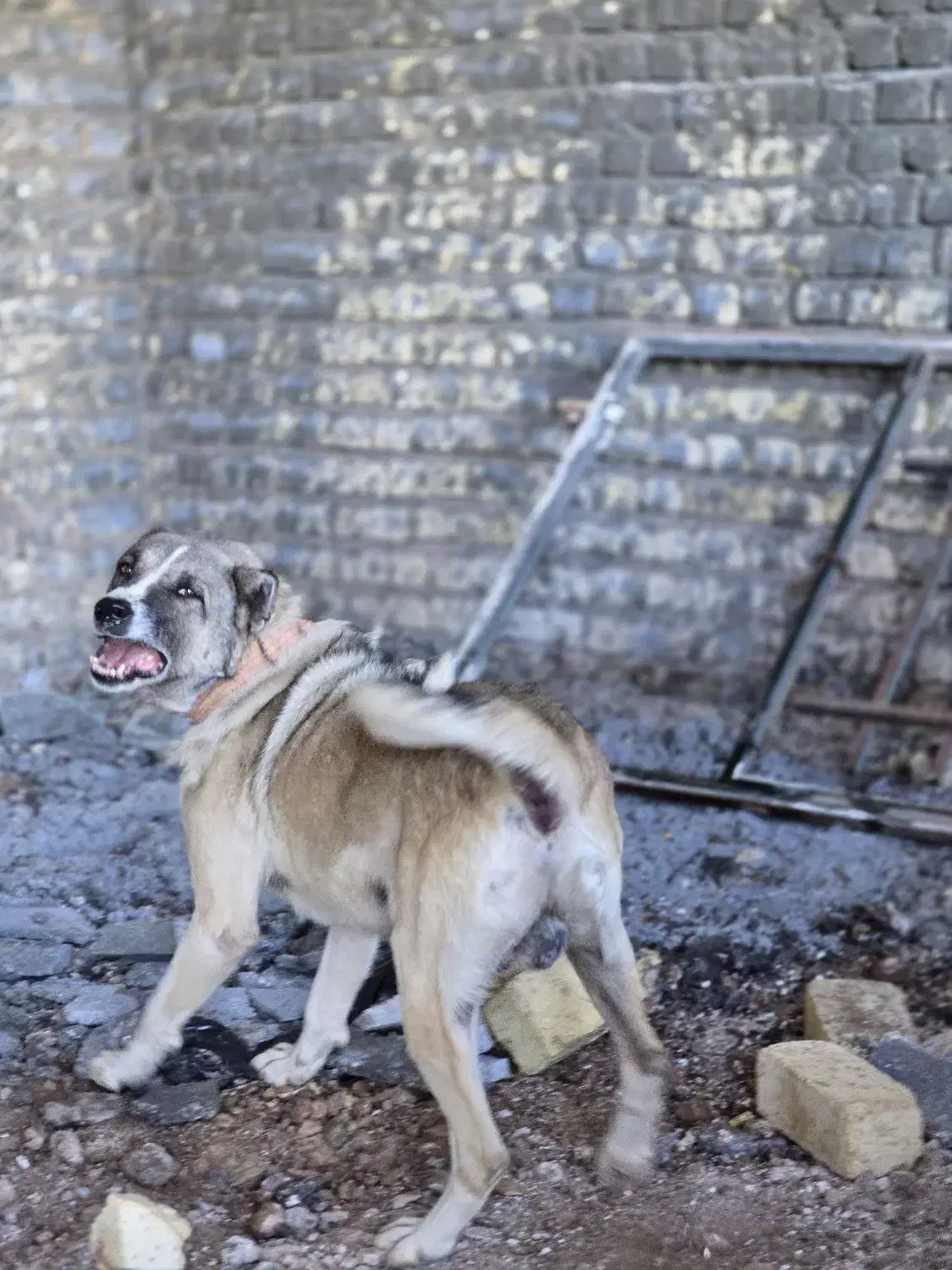 سگ درجه یک|سگ|برخوار, |دیوار