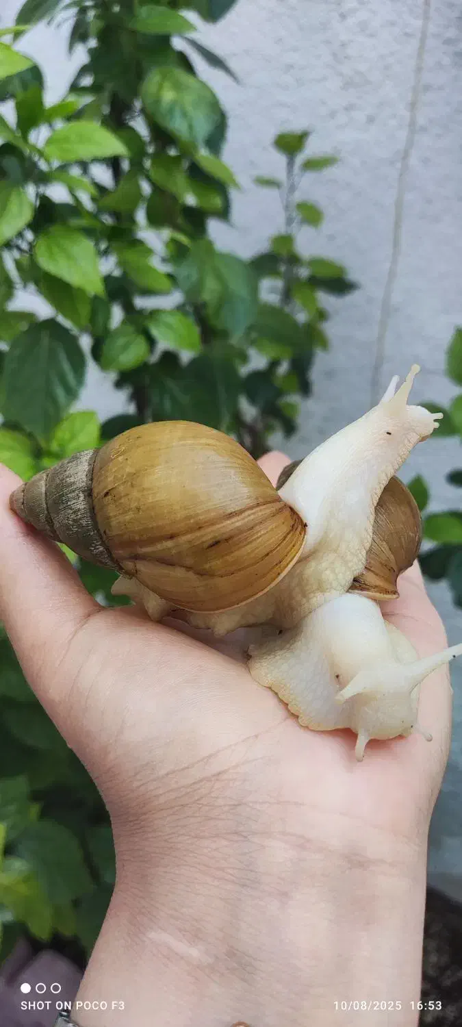 حراج حلزون مولد تخم گذار|خزنده|شیراز, شهرک بهار|دیوار