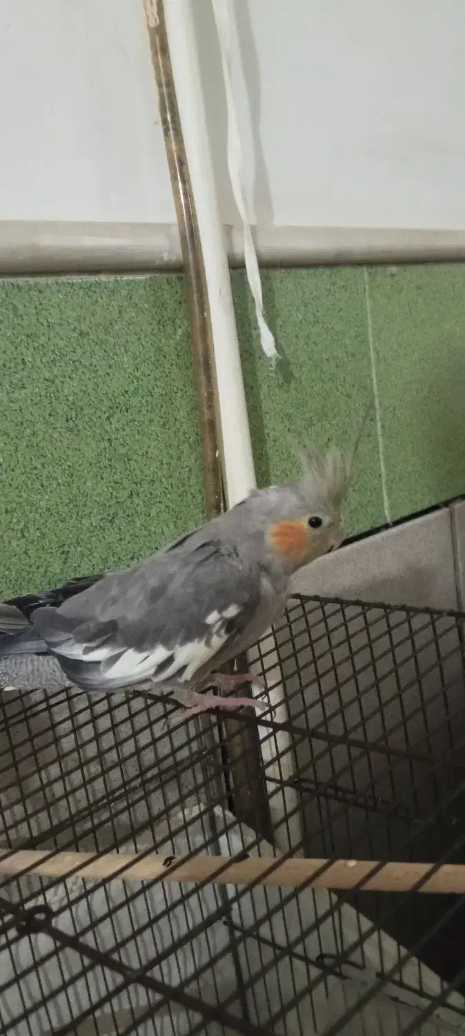 عروس هلندی|پرنده|قم, شهرک سازمان آب|دیوار