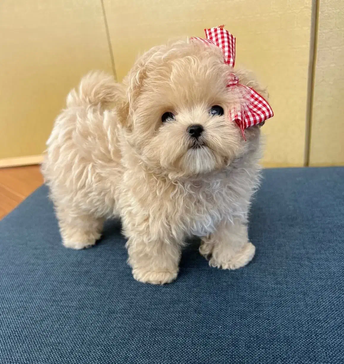 مالتیپو وارداتی نر مقطوع 15|سگ|تهران, پارک شهر|دیوار