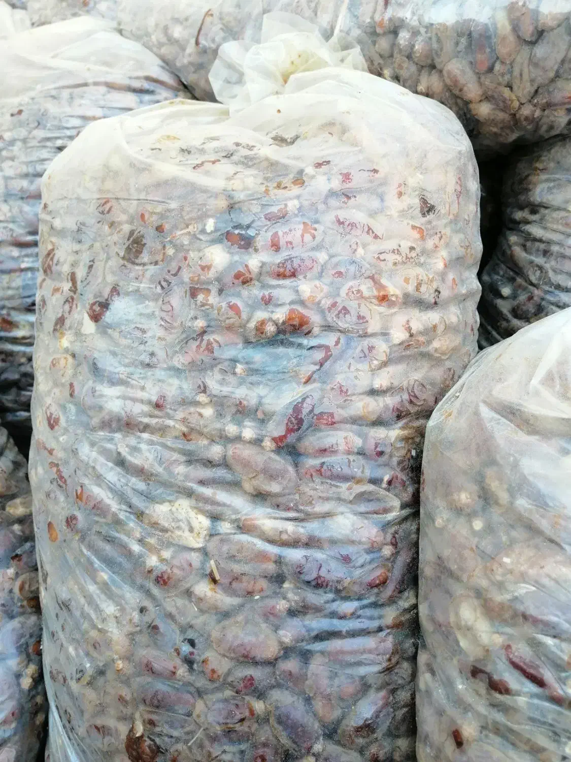 خرما شاهانی|خوردنی و آشامیدنی|داراب, |دیوار