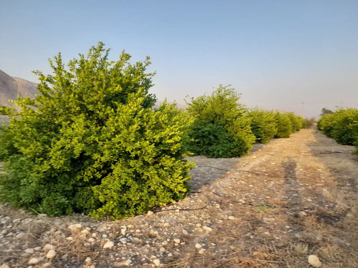 فروش باغ تلخاب شیرین|فروش دفتر صنعتی، کشاورزی، تجاری|دوگنبدان, |دیوار