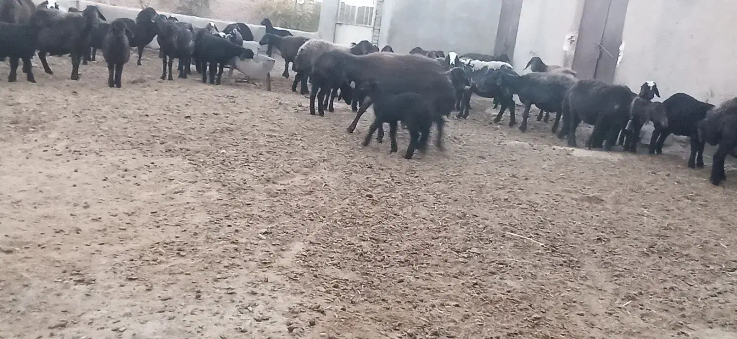 میش وبره افشاری|حیوانات مزرعه|رزن, |دیوار