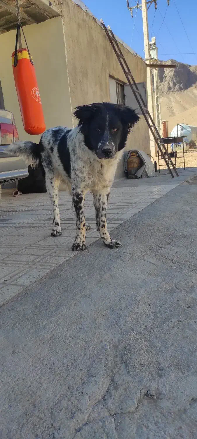 سگ گله|حیوانات مزرعه|فرخشهر, |دیوار