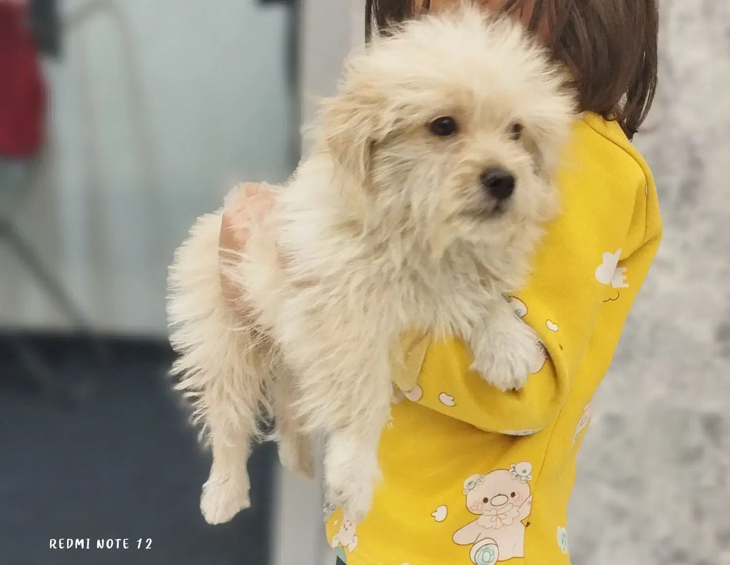 شیتزوپودل|سگ|تهران, شوش (باغ آذری)|دیوار