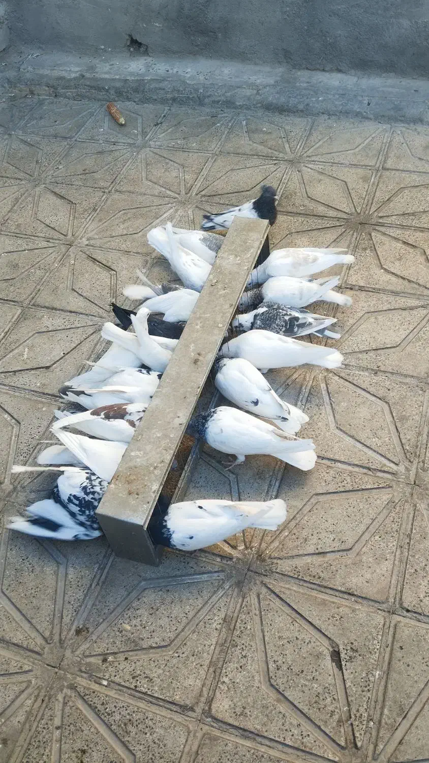 کله و طوقی و پشتی معامله با مرغ|پرنده|تربت جام, جامی|دیوار