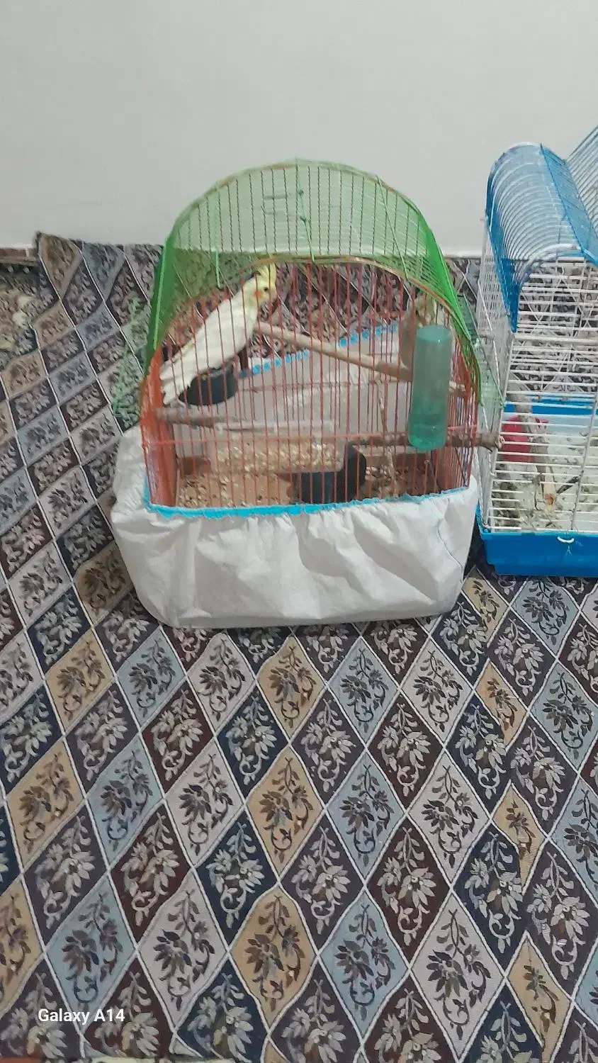 عروس هلندی|پرنده|رشت, عینک|دیوار