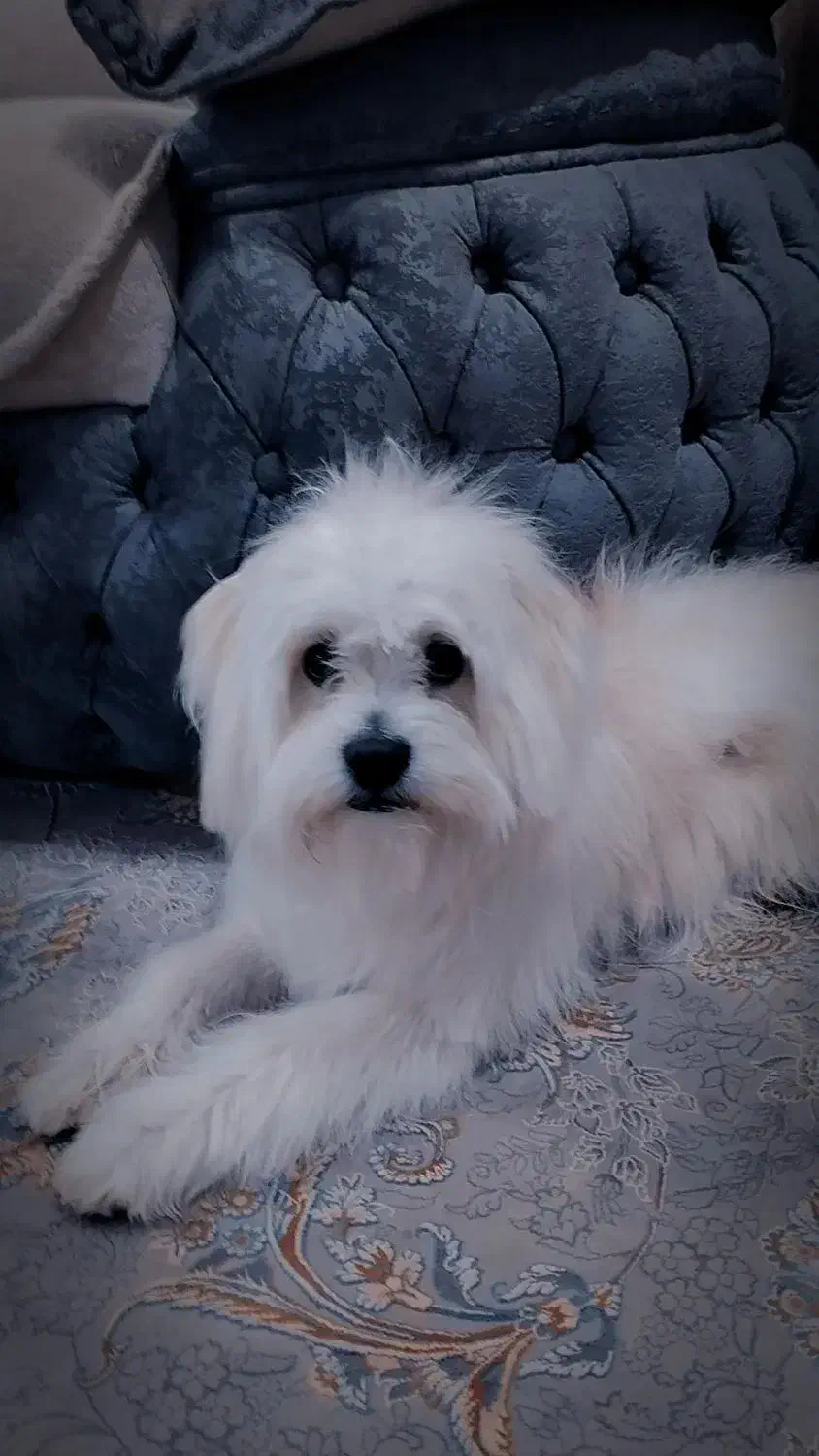 سگ شیتزو|سگ|لردگان, |دیوار