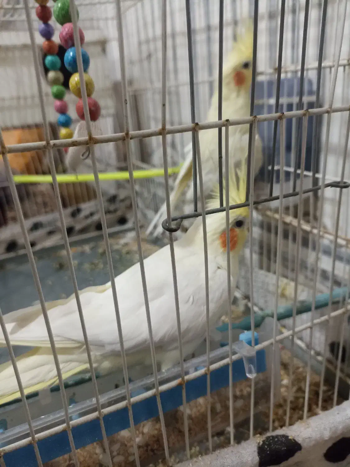 جفت عروس هلندی نرو ماده|پرنده|تربت جام, میان جام|دیوار