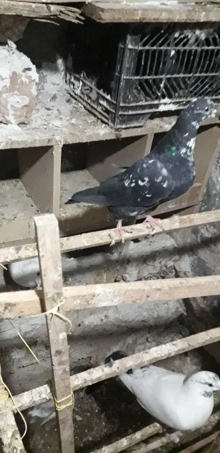 تعدادی کبوتر خوب|پرنده|کاشان, مشکات|دیوار