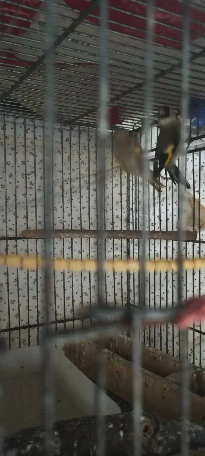 سهره سفید|پرنده|مسجد سلیمان, |دیوار