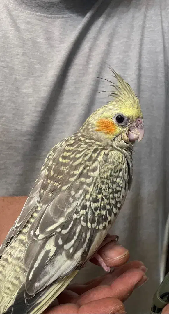 عردس هلندی گم شده|حیوانات|اصفهان, حسین‌آباد|دیوار