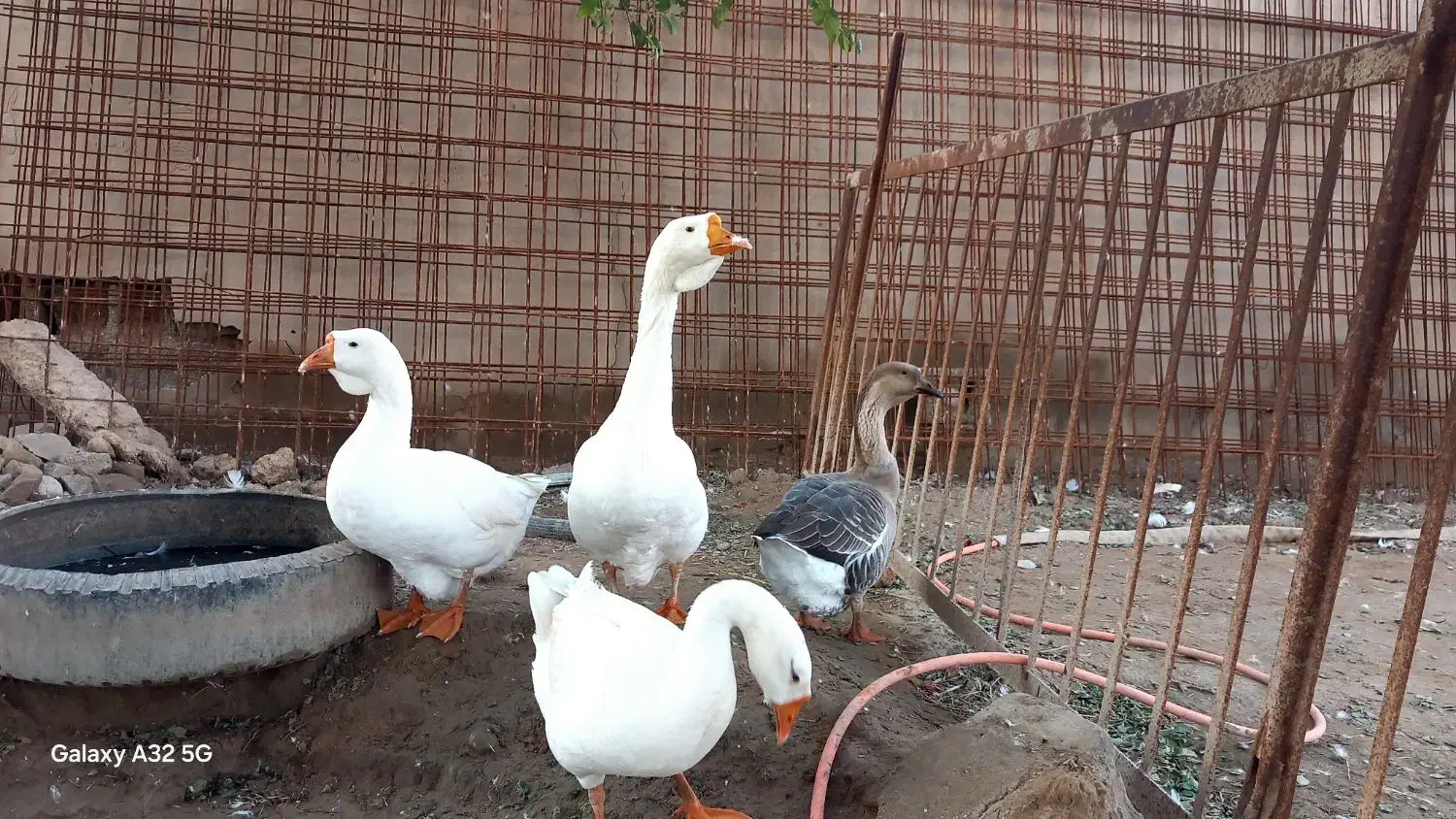 غو‌غاز|حیوانات مزرعه|باوی, |دیوار