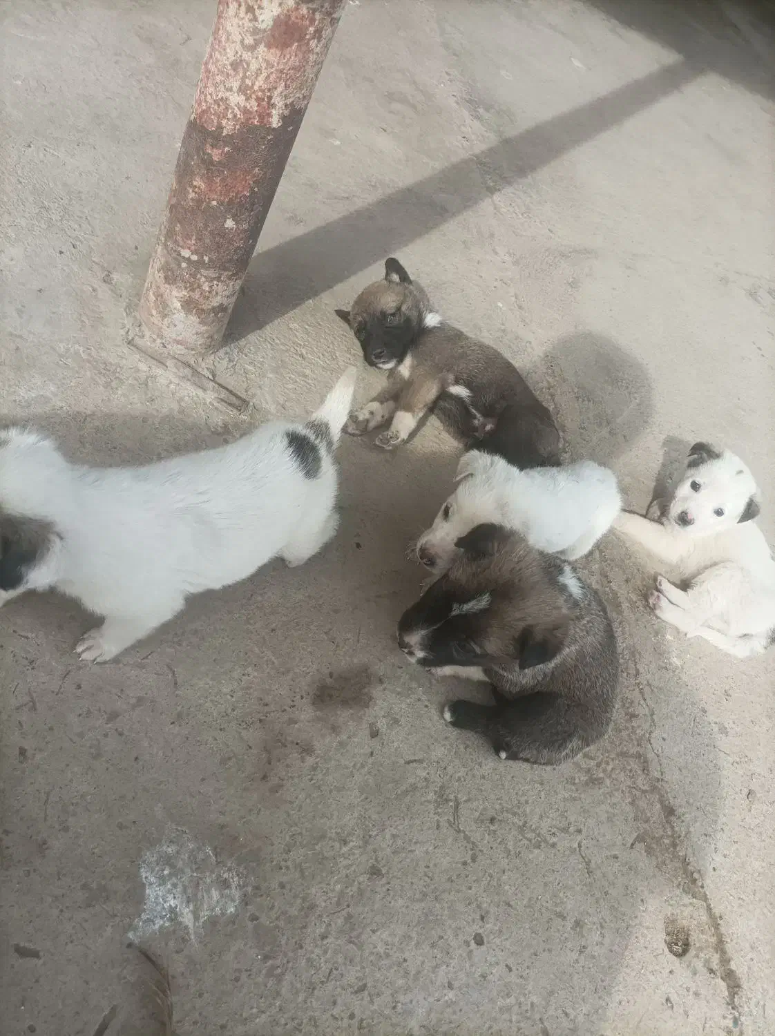 سگ توله|سگ|سنگدوین, |دیوار