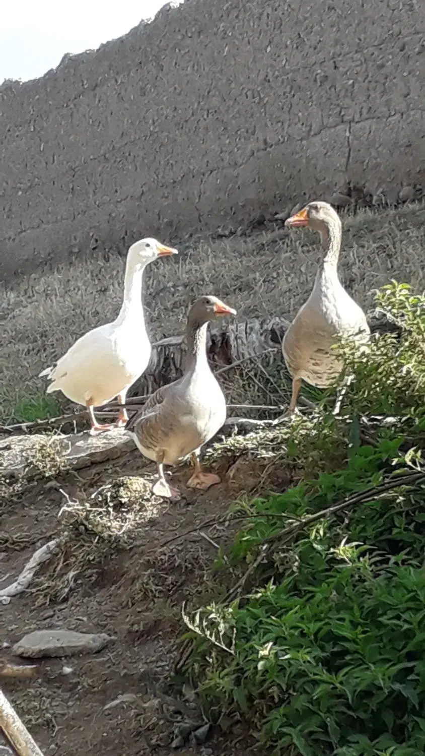 غاز|حیوانات مزرعه|مشگین شهر, |دیوار