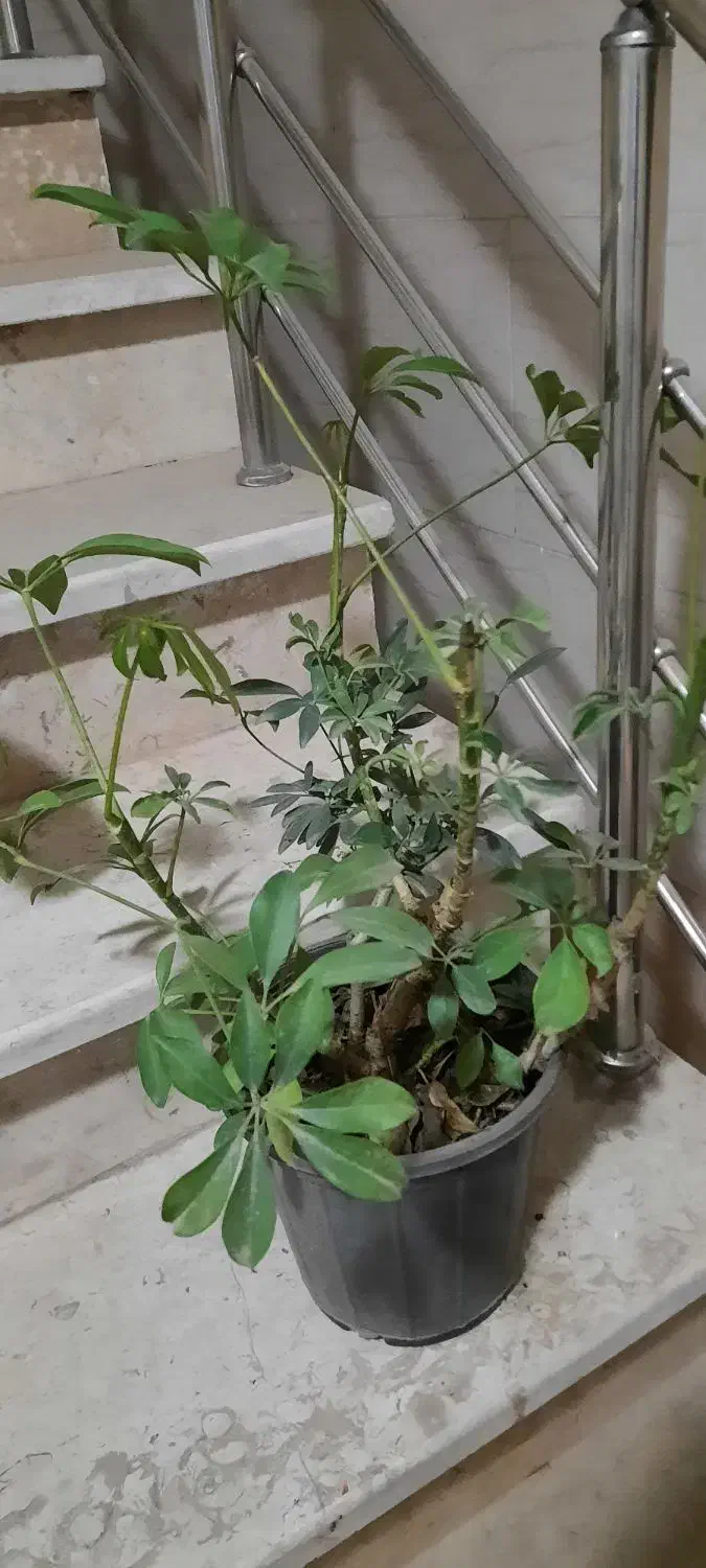 برکین و بنسای|گل و گیاه طبیعی|کرج, باغستان|دیوار