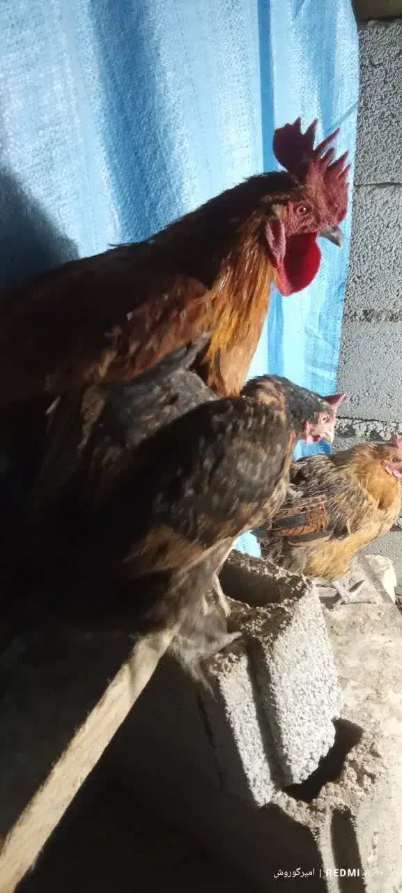 مرغ وخروس محلی|حیوانات مزرعه|قم, پردیسان|دیوار