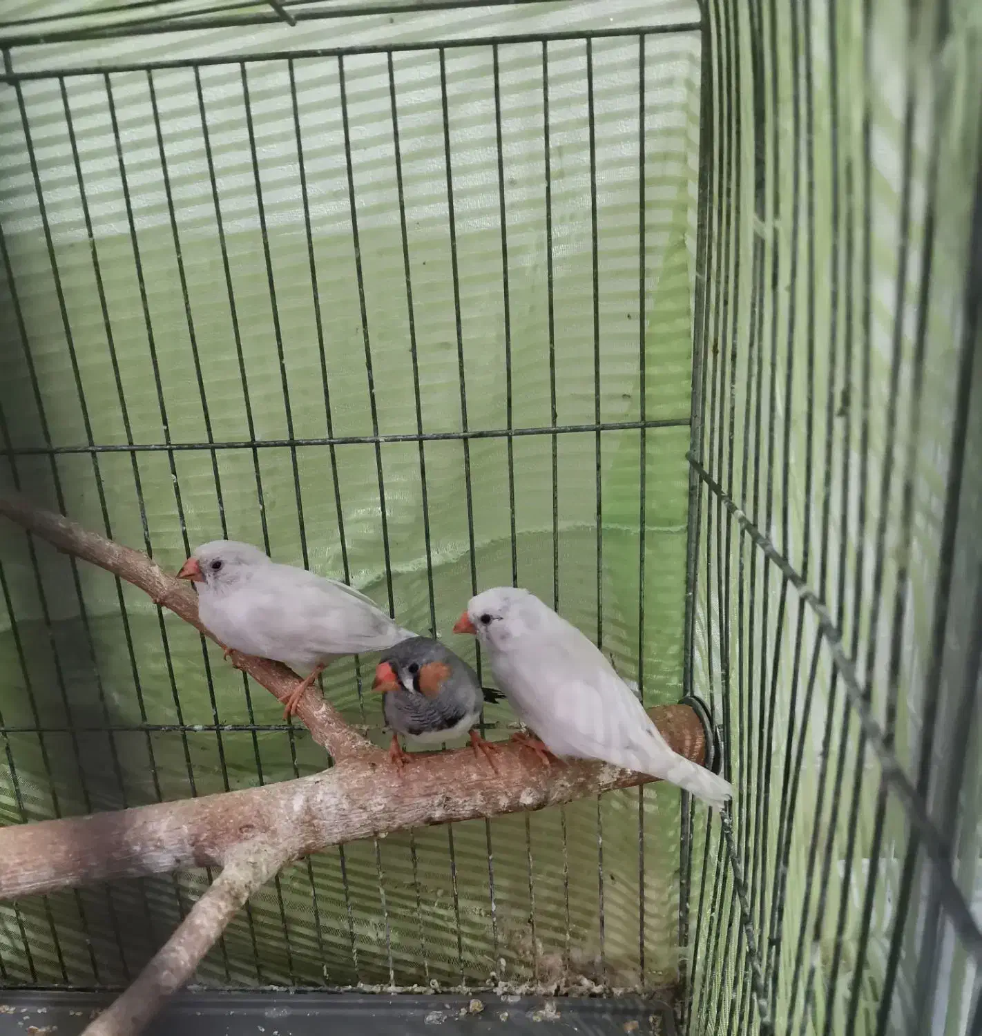 فنچ|پرنده|تهران, شکوفه|دیوار