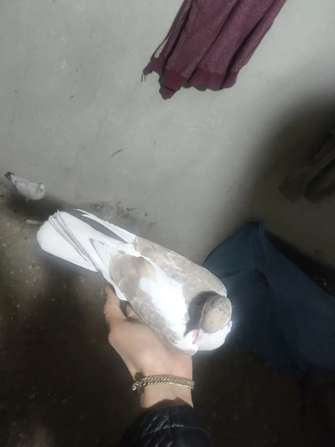 کبوتر اردکی|پرنده|مریوان, |دیوار