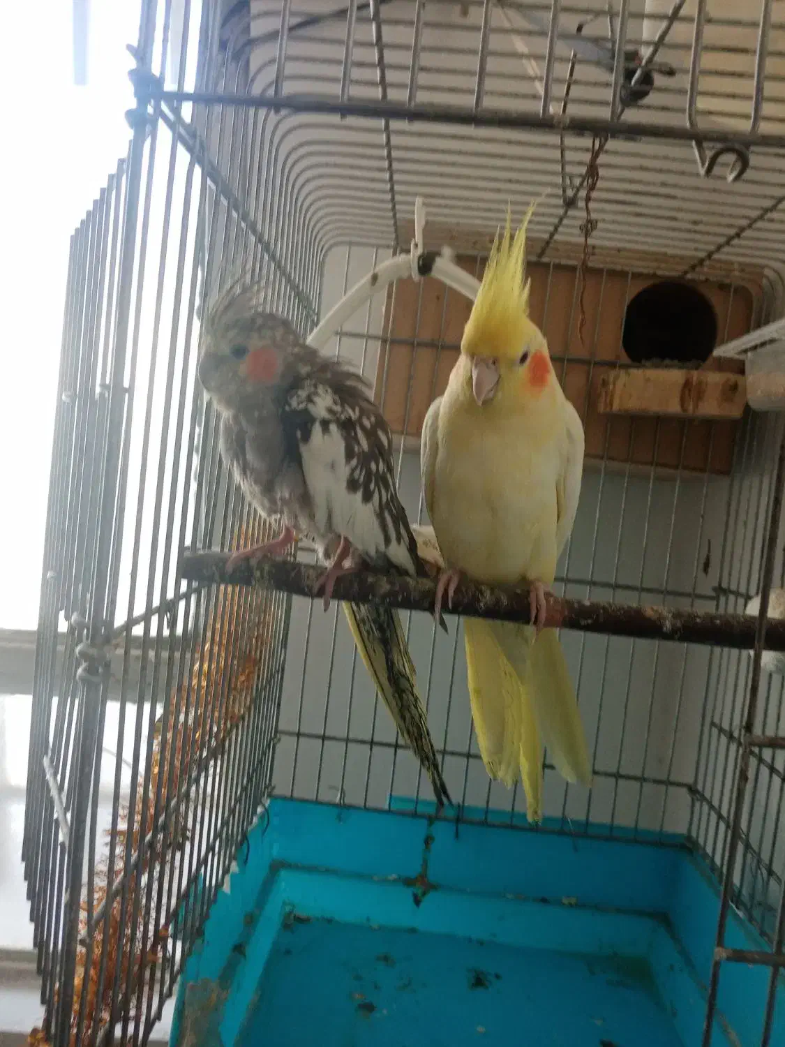 فروش دو عدد عروس هلندی نر و ماده|پرنده|ثلاث باباجانی, |دیوار