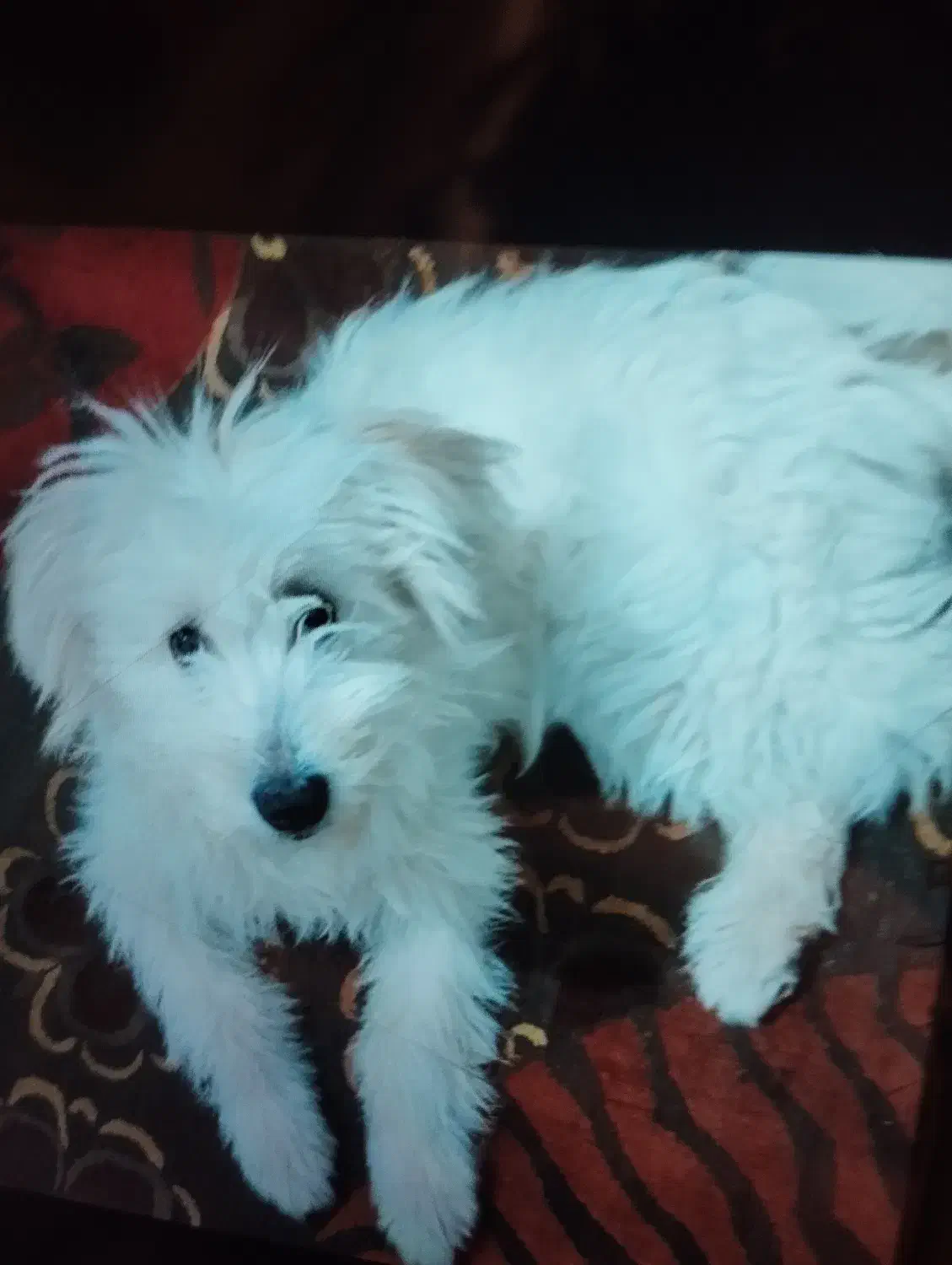 سگ تریل|سگ|فردیس, قریشی|دیوار