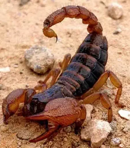 سمپاشی عقرب|خدمات نظافت|کیش, |دیوار