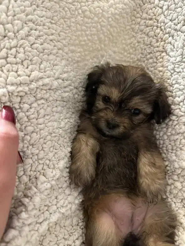 سگه شیتزو|سگ|محمدیه-قزوین, |دیوار