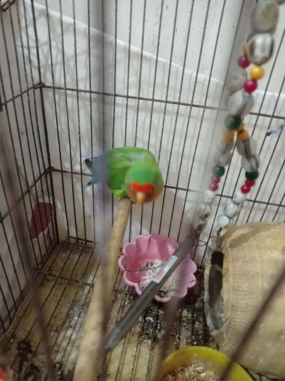 طوطی برزیلی|پرنده|آبادان, |دیوار