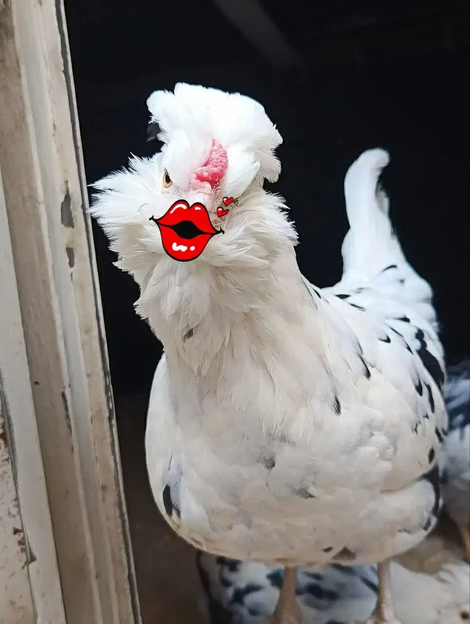 جوجه گلین پنگوئنی(ریش منگوله ای)|حیوانات مزرعه|هشتگرد, خور|دیوار