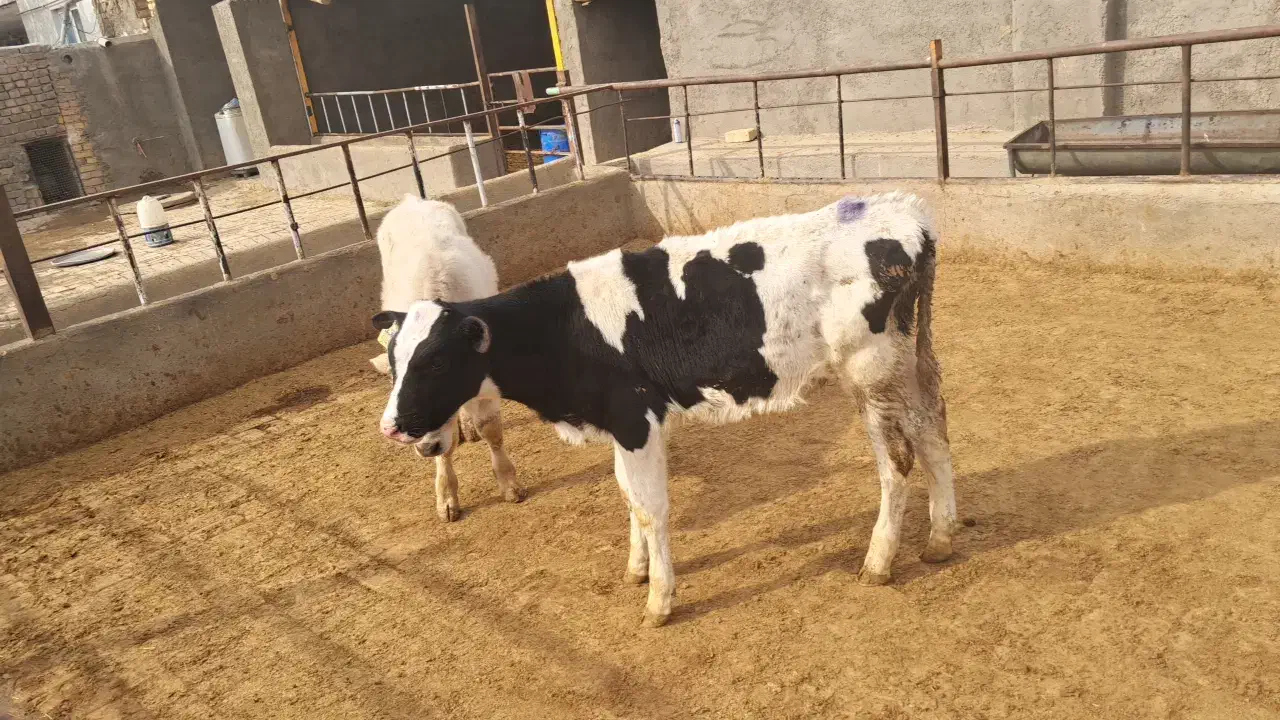 گوساله قطع شیر|حیوانات مزرعه|شال, |دیوار