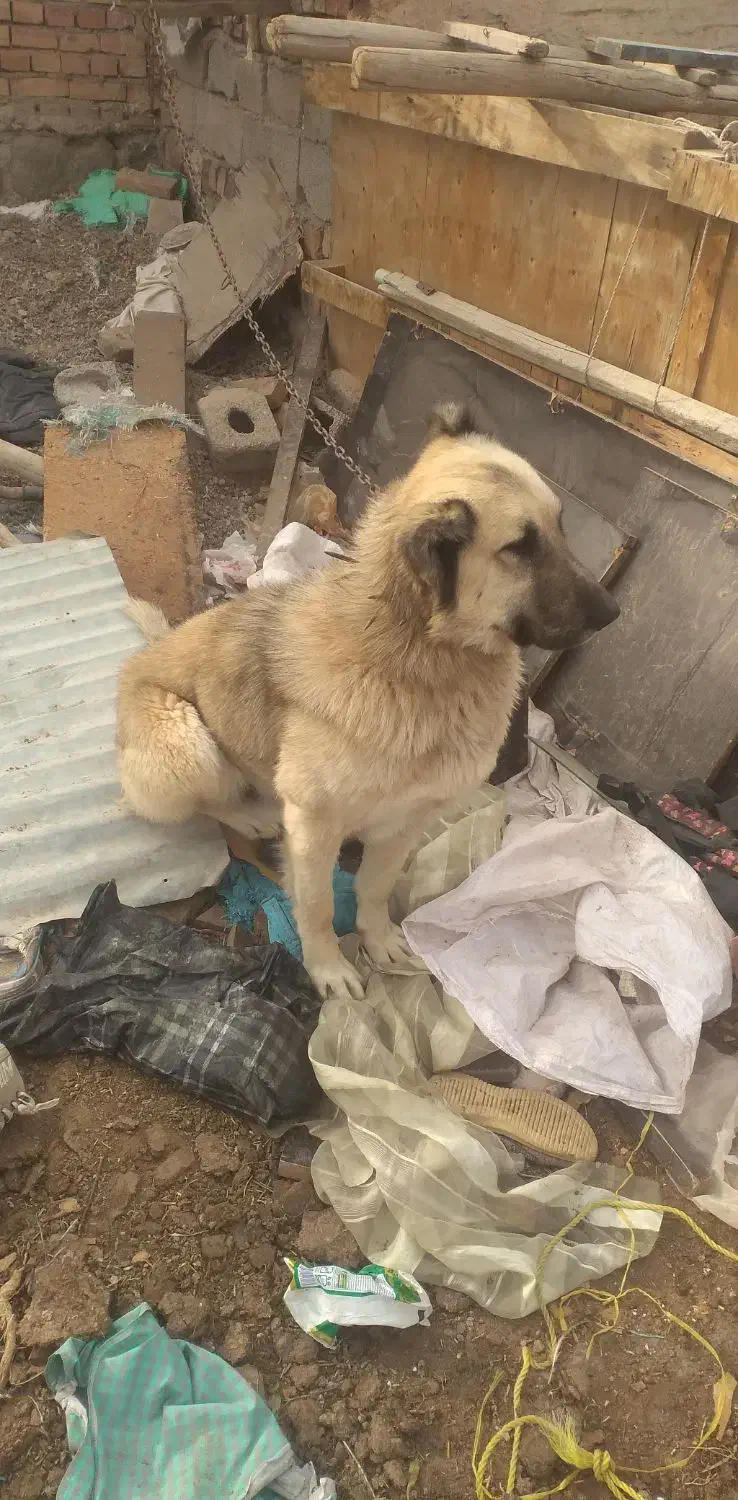 واگذاری سگ گله|سگ|ایلخچی, |دیوار