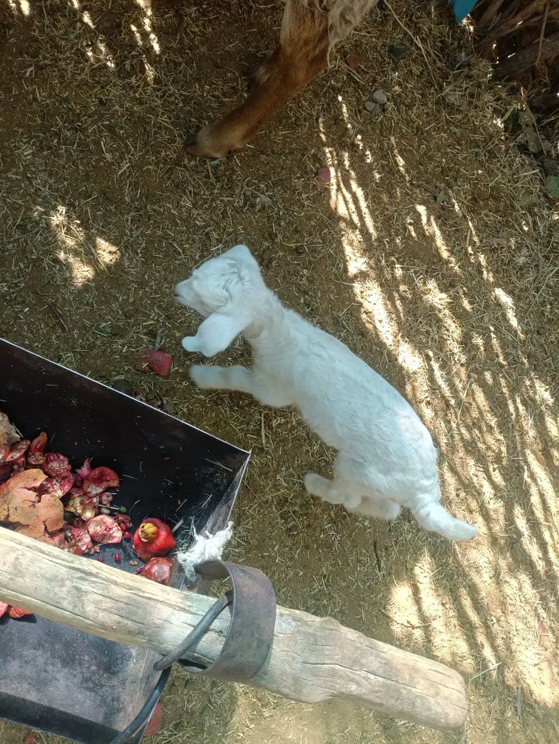 بز کهره دار|حیوانات مزرعه|ارزوئیه, |دیوار