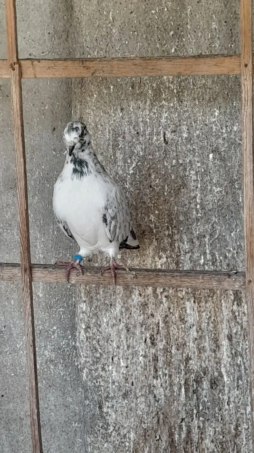 کفتر های پروازی|پرنده|رشت, آتشگاه|دیوار